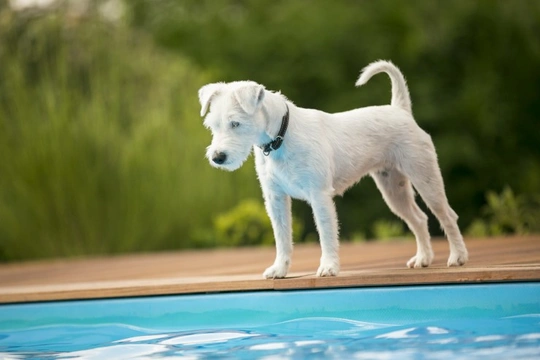 Can your dog swim? Why some dog breeds can't swim