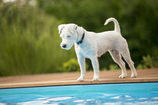 Small dog breeds hot sale that can swim