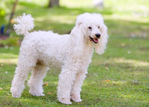 A small white poodle like dog hot sale with a silky loosely curling coat