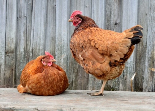 How to Recognise that a Hen Might be Egg Bound