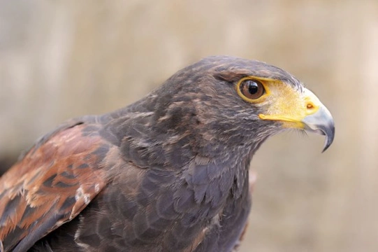 Falconry – what is it?
