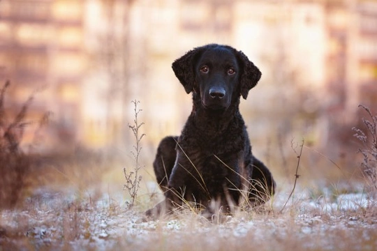 Curly coated retriever hereditary health and genetic diversity