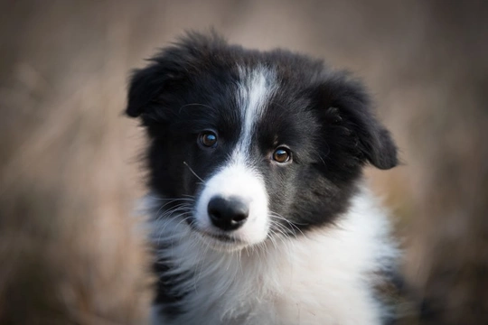 Why are non-pedigree Border collies more common than pedigrees?