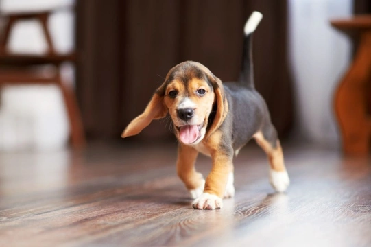 Five potential hazards to look out for even after you’ve puppy-proofed your home
