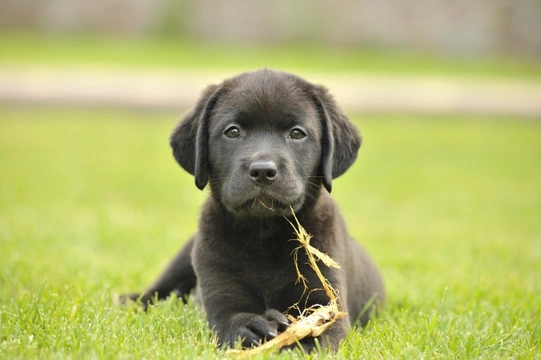 Ten things you need to know about the Labrador retriever before you buy one