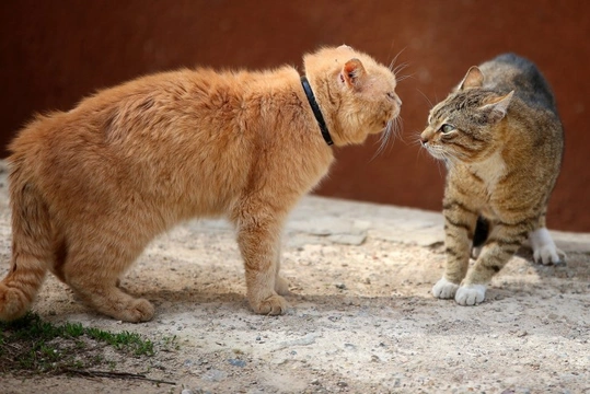 What to do if your cat fights with other cats