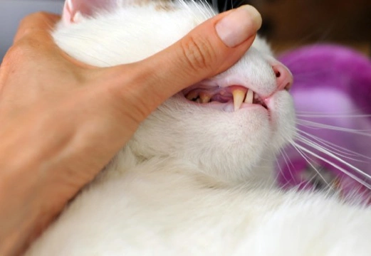 Dental Problems in Cats