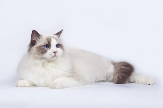 Some popular cat breeds and their health issues
