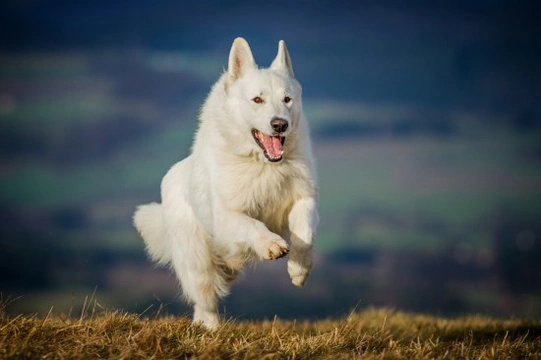 Finding out more about the white German shepherd or white shepherd dog