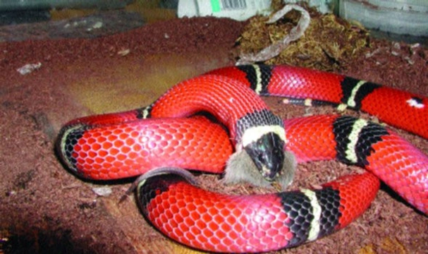 Krmení plazů – zaměřeno na hady