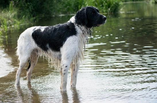 Black hair follicular dysplasia in the large Munsterlander dog breed