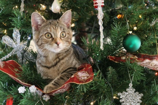 Stop cat outlet climbing christmas tree