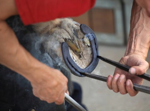 The Role of the Farrier in Hoof Care
