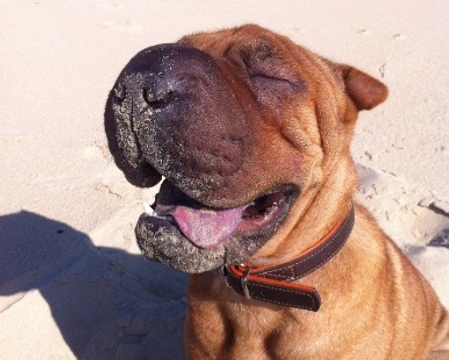 Cagnolini di Sharpei: il cane con le rughe. Prezzo e carattere