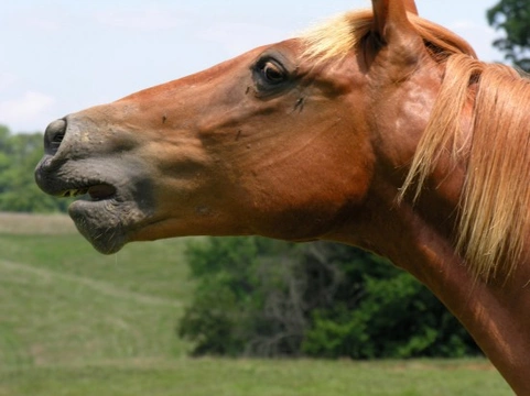 How to Cope With Flies Around Horses