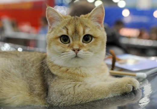 Cat Show Judging and How it Works