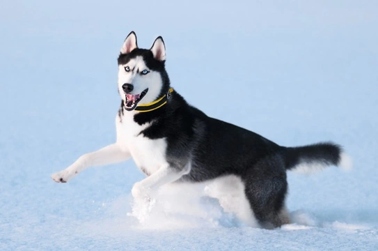 Seven traits that demonstrate why the Siberian Husky is designed for cold weather