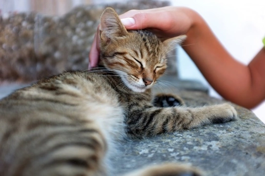 How cats use scent to communicate with you and with each other