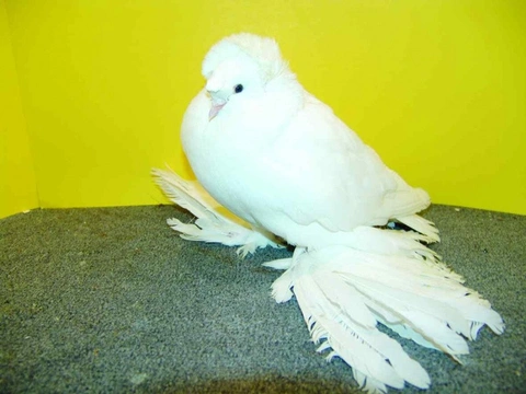 Nejznámější holubi 25 Anglický bublák