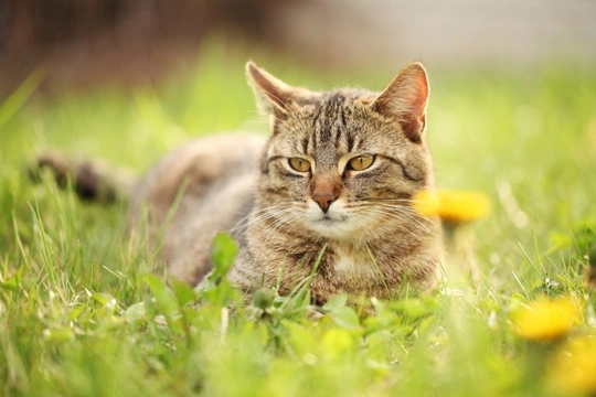 Five safe and effective ways to keep your cat out of parts of your garden