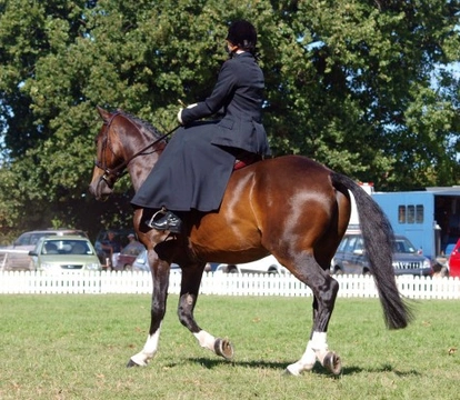 Introduction to side saddle riding
