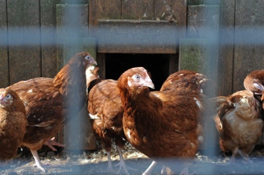 Caring for your ex-battery hens