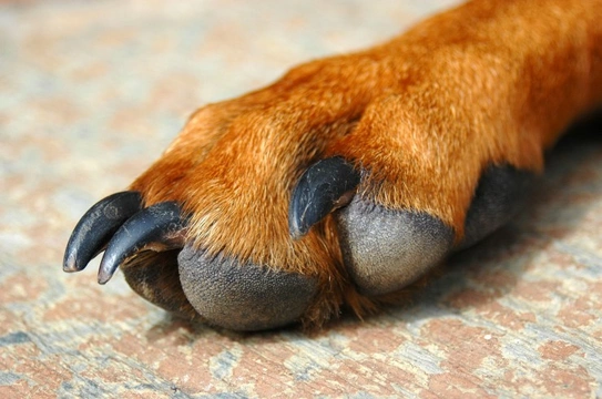 What to do if your dog’s claw bleeds when you trim their nails