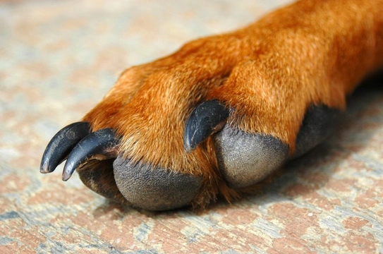 Dog claws on sale