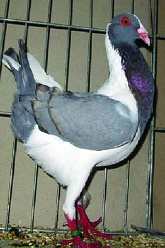 Vídeňský slepičák – Nejznámější holubi 39