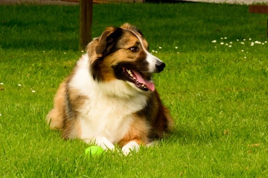 More information on the Welsh collie