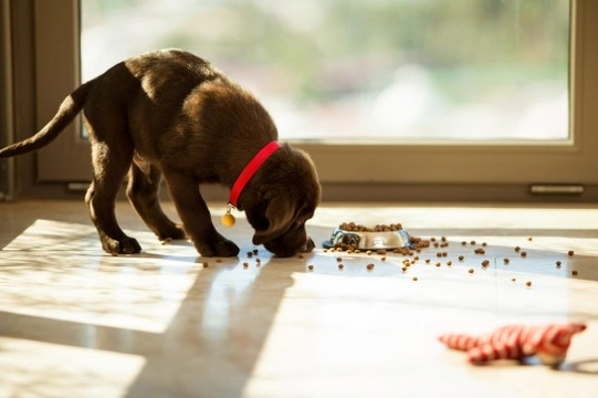 Some tips for dealing with a dog that is a messy eater