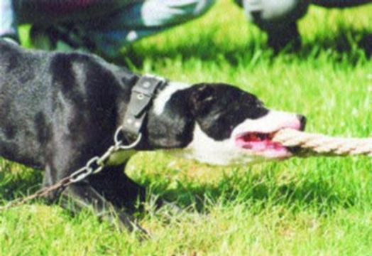 Pit bull show 2003