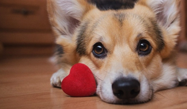Valentine’s Day, dogs and chocolate: Five common but easy to avoid risks for dogs