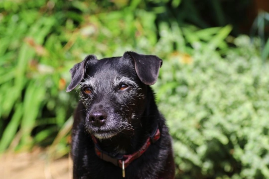 Five subtle signs that can let you know that your older dog is suffering from dementia