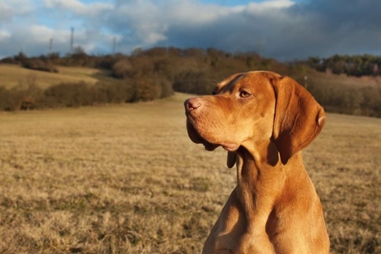 An Introduction to Gundogs