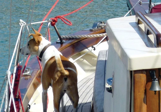 Dovolená se psem na jachtě