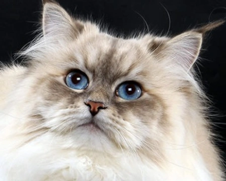 Il gatto Neva Masquerade variante della razza siberiana