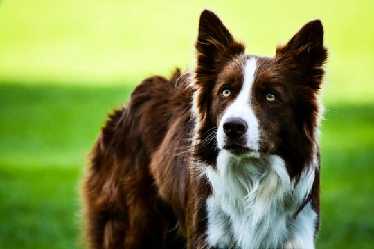 Glaucoma and goniodysgenesis DNA health testing for the Border collie dog breed