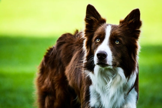 Genomia: Genetic tests for dogs of breed: Border Collie