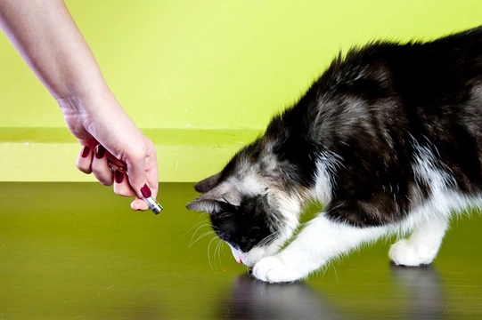 Playing laser outlet with cat