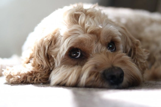 Dog crate outlet for cockapoo