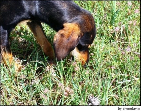 Coprofagia: perros que comen heces