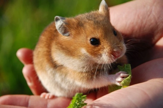 Keeping hamsters store