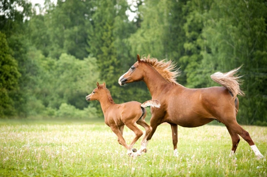 Det arabiska fullblodet – en exceptionell häst
