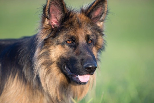 The most common causes of liver disease in dogs