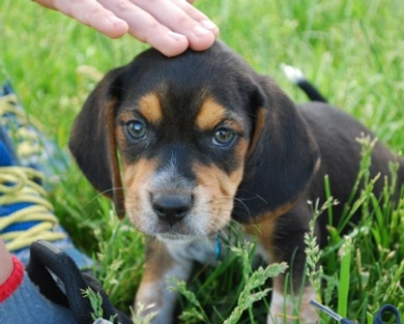 Cuccioli di Beagle Nano da adottare