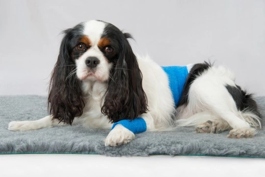 Why Dogs Act Strangely After Having Surgery