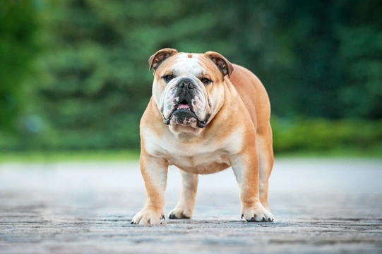 3 Extremely Strong Dog Breeds