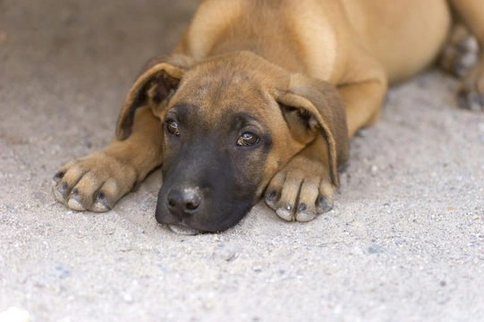 What to do if You Suspect a Dog is Being Mistreated