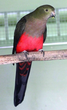 Chov papoušků v Austrálii III